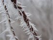 Frost