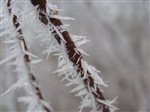 Frost