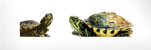 Tutles - drawing