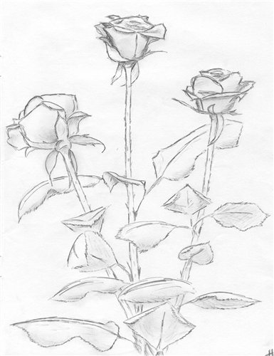 Roses