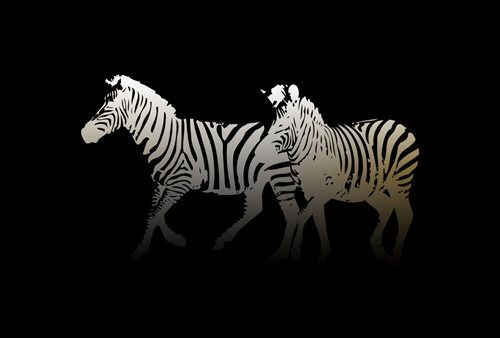 Zebras