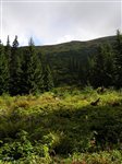 Roháče 2009