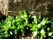 Delosperma