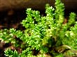 Sedum