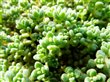 Sedum