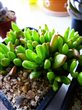 Delosperma