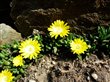 Delosperma