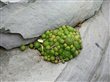 Sempervivum