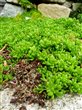 Delosperma