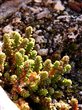 Sedum