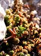 Sedum